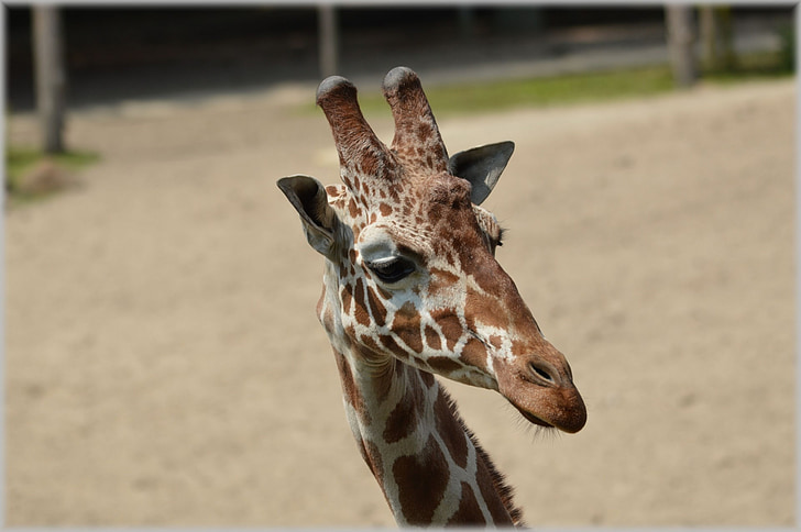 jirafa, Giraffa camelopardalis, animal, Sabana, salvaje, flora y fauna, parques