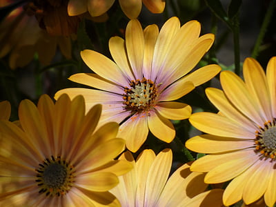 Blume, Daisy, Gerbera, bunte, Schönheit, Hintergrund, Textur