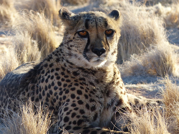 Cheetah, Namiibia, Safari, looma, kass