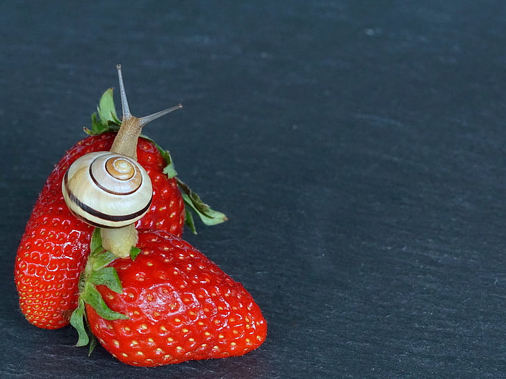 maasikas, tigu, Shell, sondi, molluskit, aeglaselt, roomaja