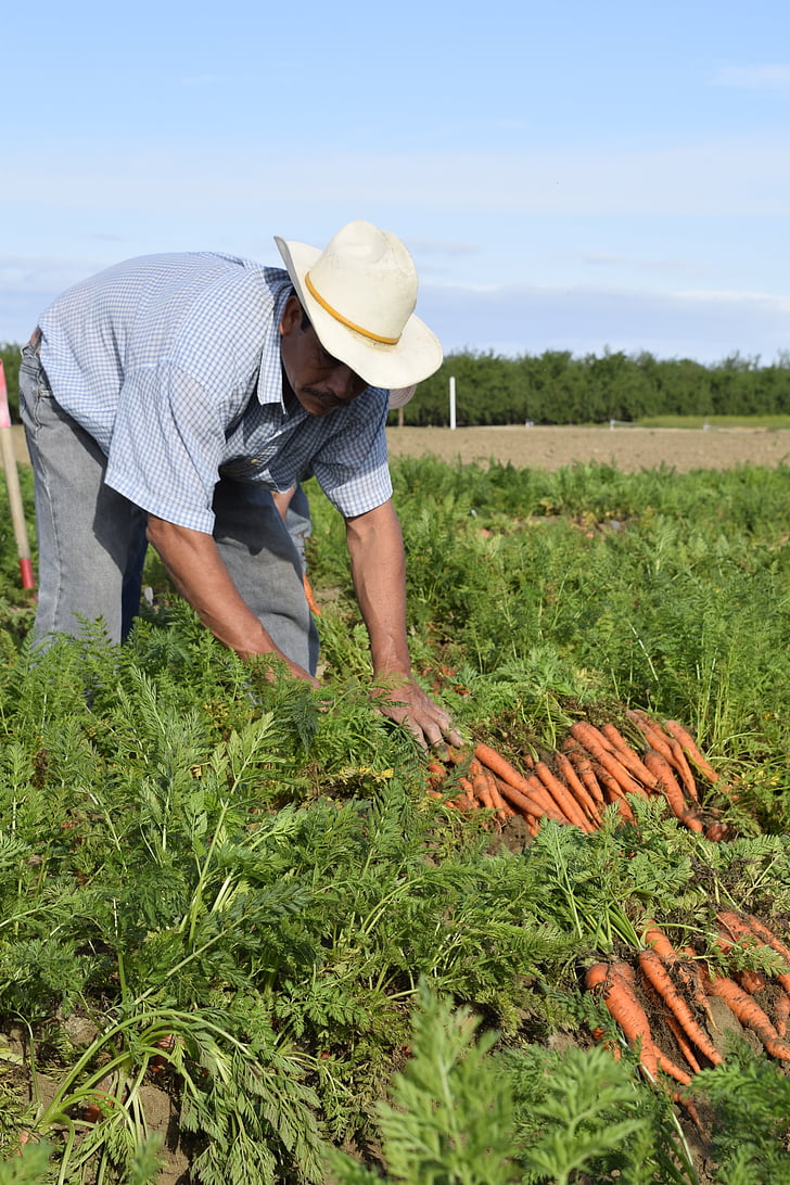 jus de carotte, cultivateur, producteur de jus de carotte, agriculteur, légume, la récolte, de plus en plus