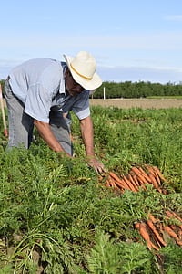 carota, coltivatore, coltivatore di carota, agricoltore, vegetale, raccolta, in crescita