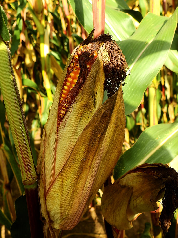 corn, ear, food, cereals, agriculture, grain, arable