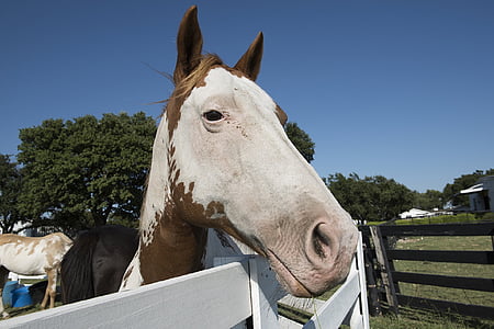horse, corral, fence, ranch, animal, livestock, outdoors