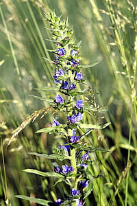 λουλούδι, ακρίδα, μπλε, καλαμπόκι, ζιζανίων, η καλλιέργεια της, Γεωργία