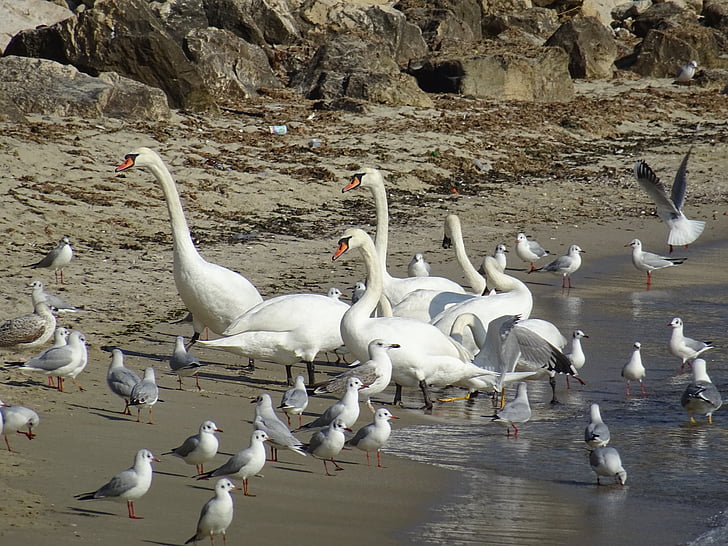 seagul, πουλί, Άμμος, στη θάλασσα, Γλάρος, ζώο, φύση