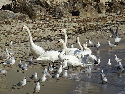 seagul, птица, пясък, море, Чайка, животните, природата