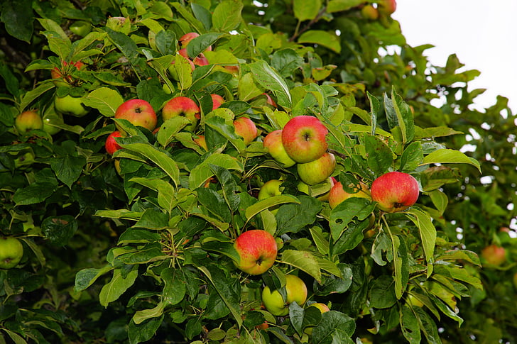 Ābele, ābolu, augļi, koks, augļi, dārza, zaļa