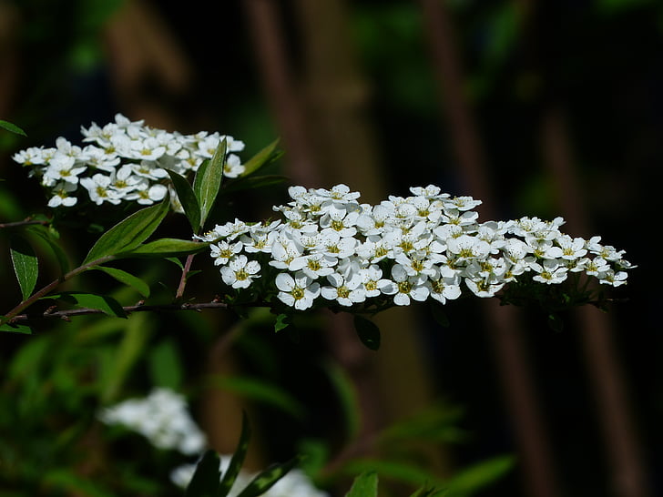 bride spiere, ornamental shrub, flowers, white, spierstrauch, spiraea arguta, spiraea