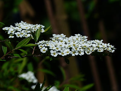 mlada spiere, ukrasni grm, cvijeće, bijeli, spierstrauch, medunika arguta, medunika