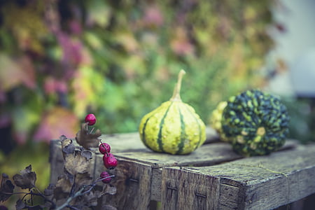 jeseni, jagode, hrane, zdravo, na prostem, buče, Tihožitje