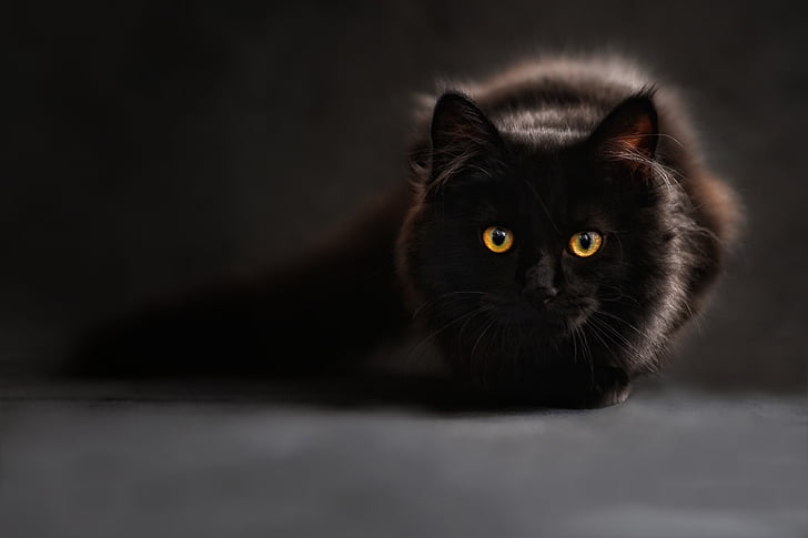 animal, cat, cute, feline, kitten, pet, domestic Cat