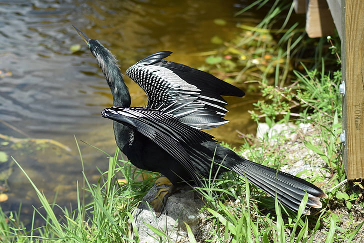 Everglades, nationalparken, anhinga, snakebird, ängstrollslända, amerikansk ormhalsfågel, vatten Turkiet