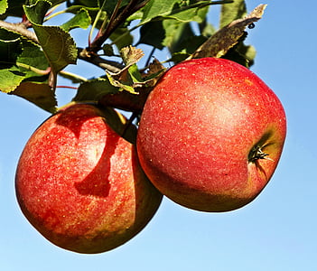 Polija, celejów, Apple orchard, ābolu, augļi, pārtika, Nogatavojies