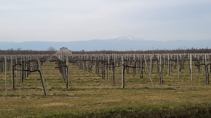 vineyard, wine, vine
