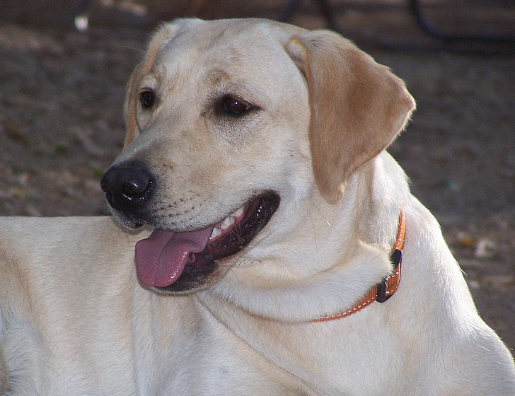 Labrador retriever, pies, ładną głowę