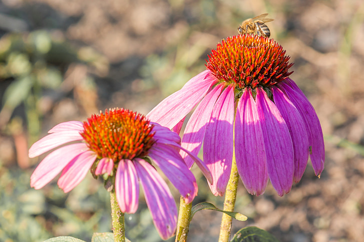 echinacea, violet flower, bee, nature, insects, pink, petals