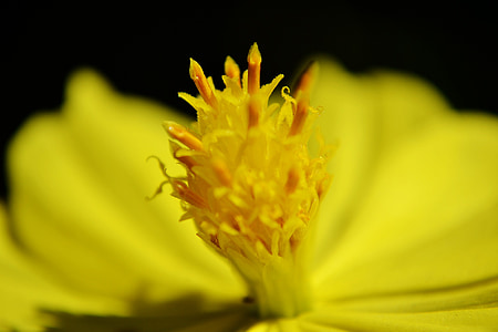 flor, Centre d'una flor, natura, l'estiu, close-up, flor, Sri lanka
