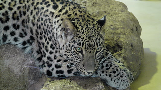Leopard, động vật, lớn, ăn thịt, con mèo, nguy hiểm, thợ săn