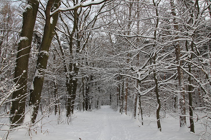 Forest, zimné, sneh, stromy, estetické, lesná cesta