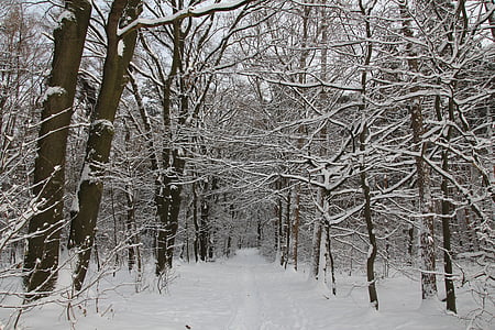 skog, Vinter, snø, trær, estetisk, skogen banen