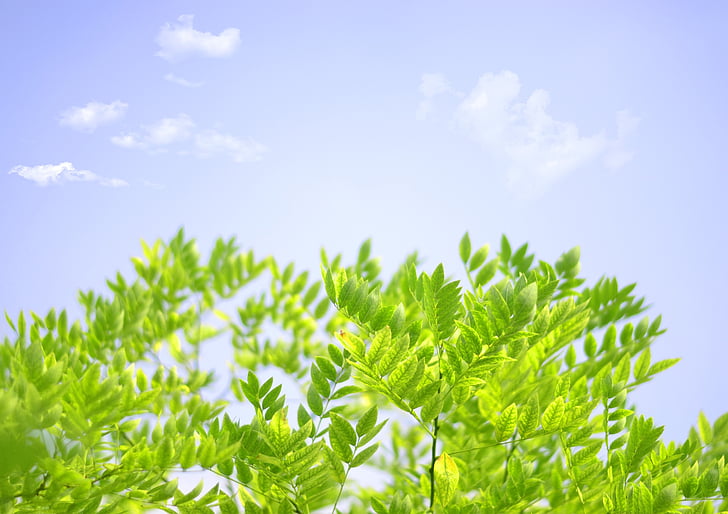 the scenery, summer, tree, plant, green, leaf, sky