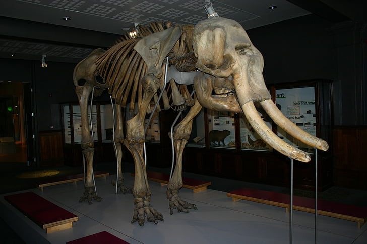 Mamut, Mamut, vyhynutý druh, prehistorické, Tusk, slon, cicavec