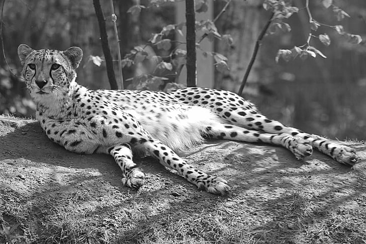 leopard, animal, cheetah, feline, nature, predator