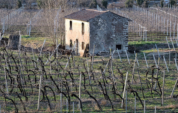 house, old, vineyard, ancient, field, construction, rural Scene