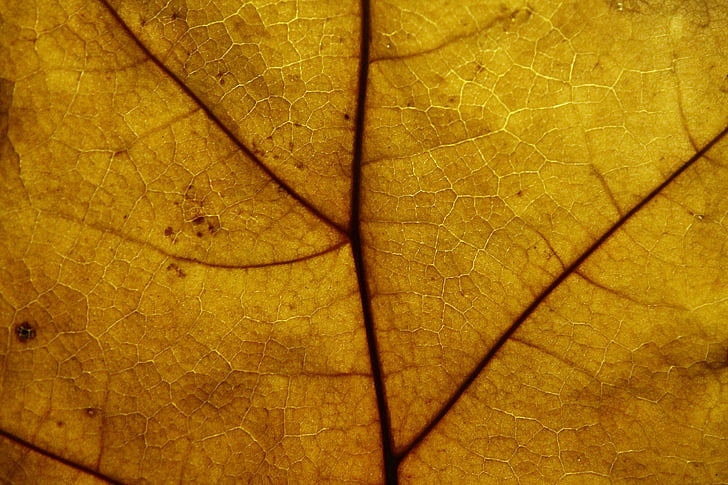 Leaf, struktūra, modelis, tekstūra, fons, daba