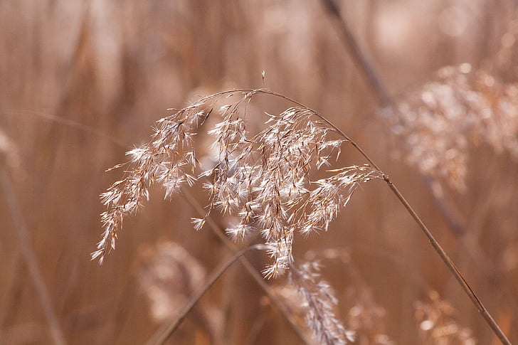 reed, phragmites australis, grass, poaceae, marsh plant, bluegrass, long dust threads