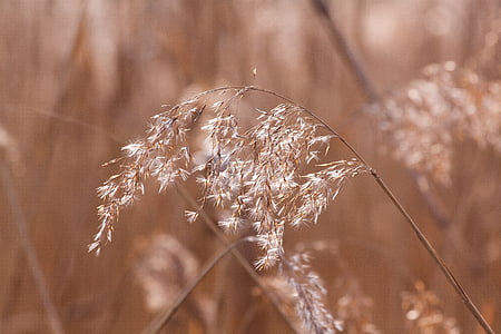 Reed, phragmites australis, tráva, lipnicovité, Marsh rastlín, bluegrass, dlhé prachu vlákna