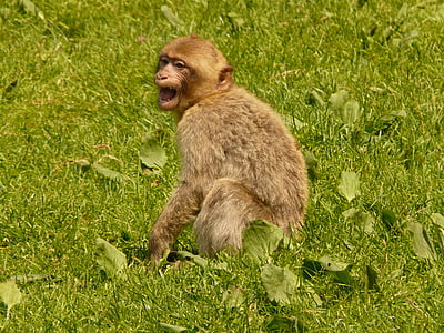 monkey mountain, monkey, salem, barbary ape, animal, monkey baby
