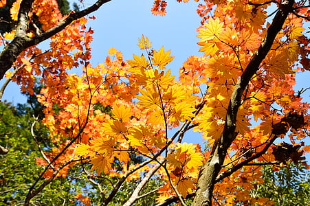 Japonia, jesień, Jesienne liście, upadek z Japonii, krajobraz, liść, naturalne