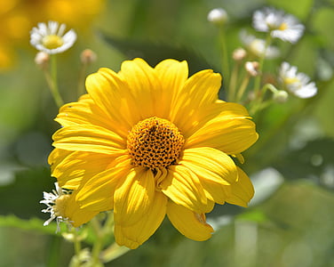 Blüte, Bloom, mehrjährige Sonnenblume, in der Nähe, Verbundwerkstoffe, gelbe Blumen, Blume