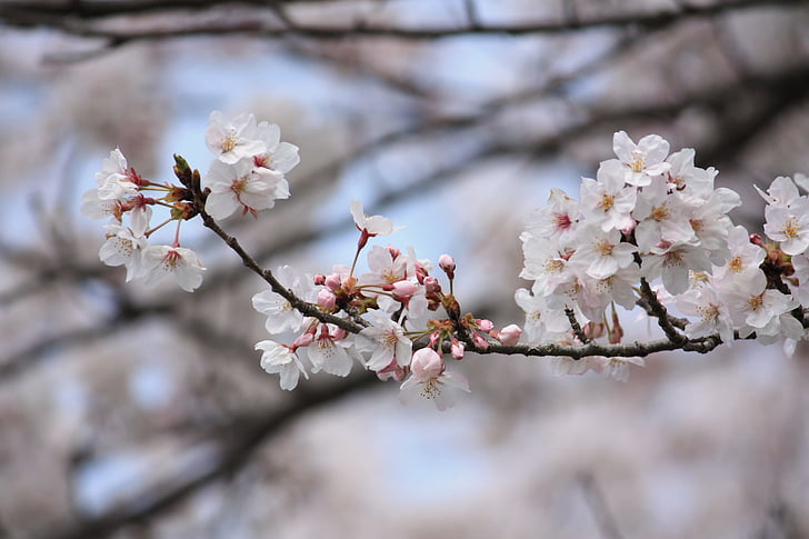 vyšnia, pavasarį, Japonija, gėlė, vyšnių žiedai, žiedų, pažeidžiamumo