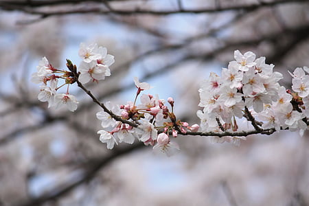 kirsebær, våren, Japan, blomst, kirsebærtre blomstrer, Blossom, sårbarheten