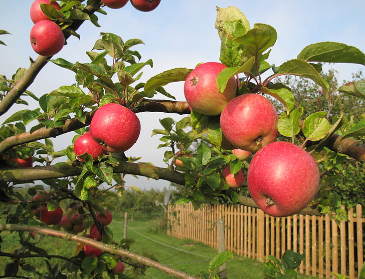 ябълковото дърво, ябълки, плодно дърво, плодове, Kivik