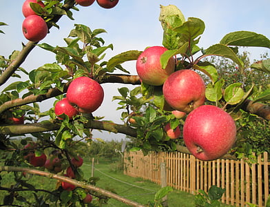 apple tree, apples, fruit tree, fruits, kivik