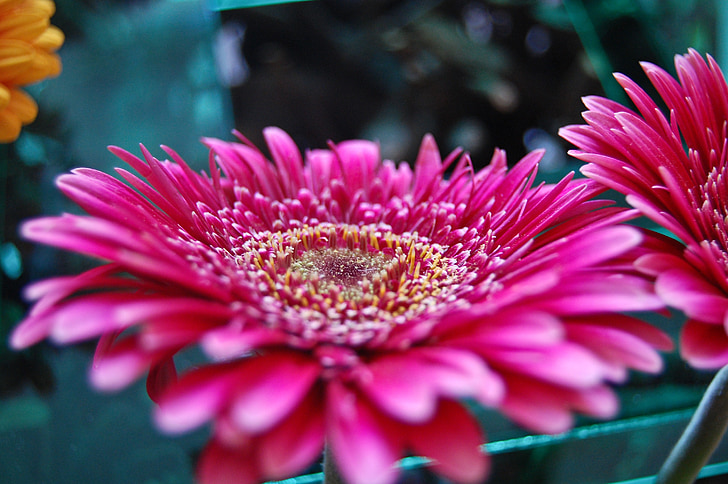 flor, vermell, natura