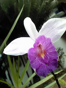Orquidea, šuma, Mata atlantica, flore