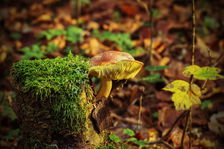 tree stump, mushroom, fungus on tree stump, autumn, forest, nature, autumn mood