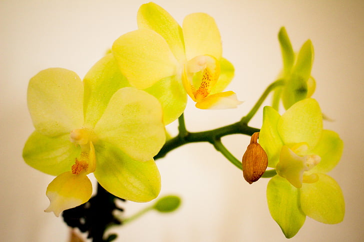 orquídea, flor, flor, planta, botânica, jardim, tropical