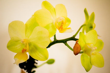 orquídia, flor, flor, planta, botànica, jardí, tropical