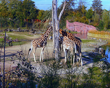 zoològic, girafes, marró blanc, girafa, grup, menjar, coll
