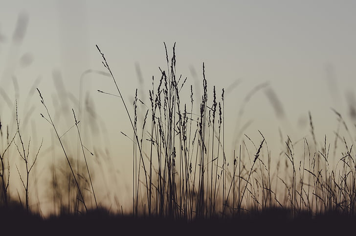 silueta, Foto, hierbas, hierba, siluetas, puesta de sol, planta de cereal