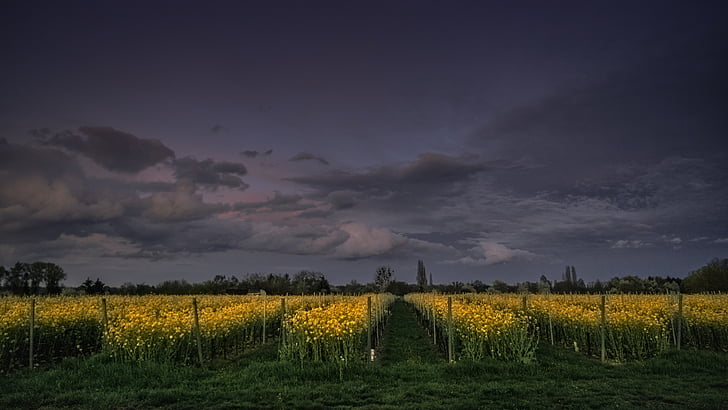 geel, bloemen, veld, hemel, wolken, donker, landbouw