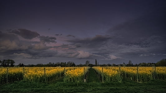 žlutá, květiny, pole, obloha, mraky, tmavý, zemědělství