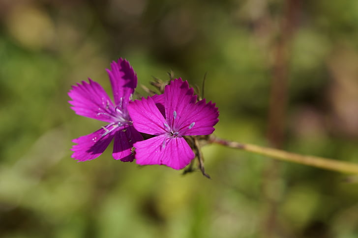 anyelir, Campion, menunjuk bunga, wildwachsend, bunga musim panas, padang rumput, ungu