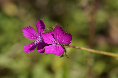 カーネーション, ・ カンピオン, 先のとがった花, wildwachsend, 夏の花, 草原, 紫